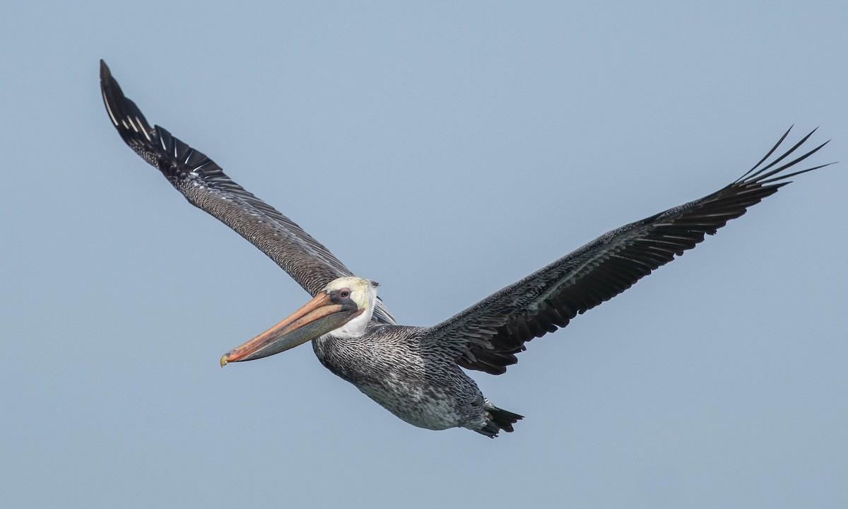 Brown Pelican - ML188241921