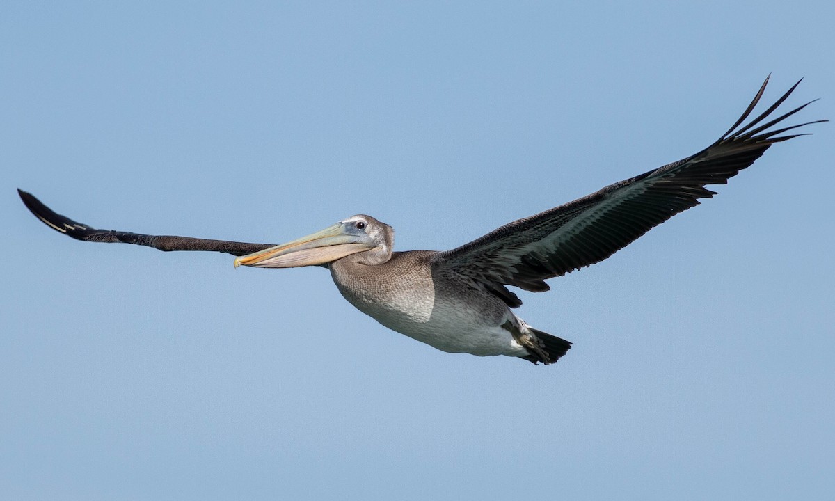 Brown Pelican - Paul Fenwick