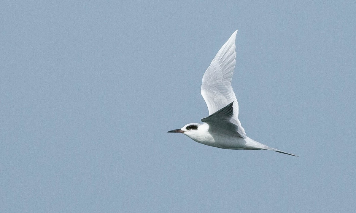 Forster's Tern - ML188242631