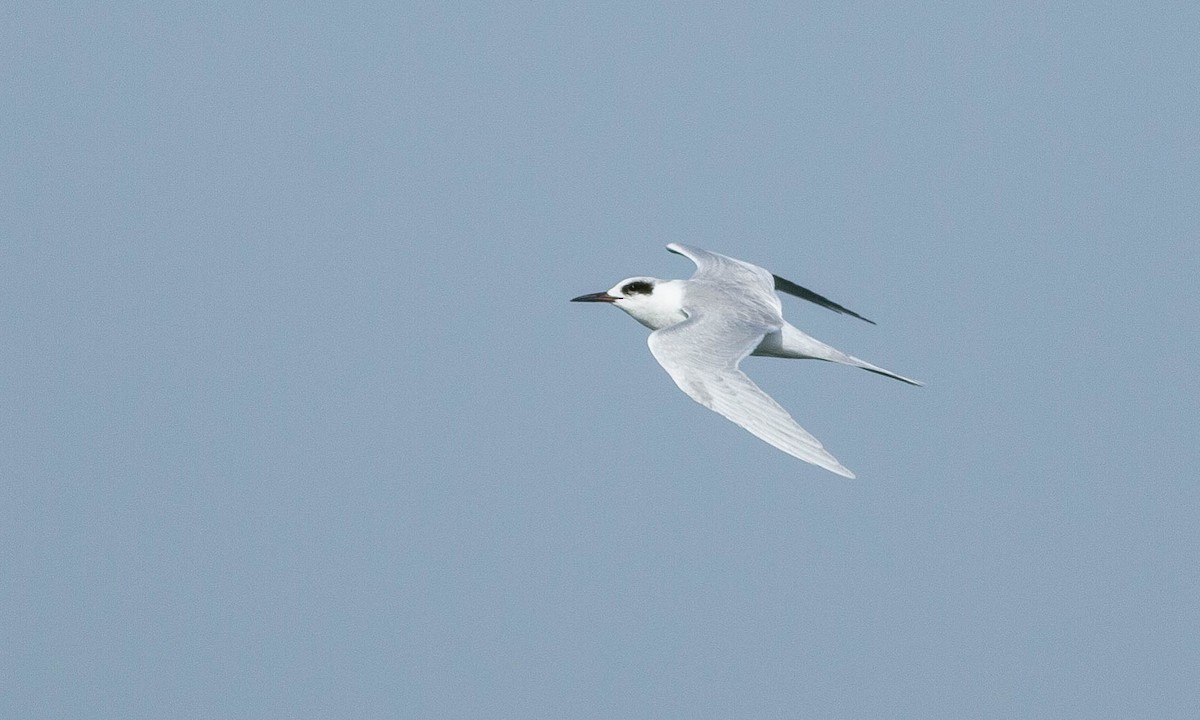 Forster's Tern - ML188242651