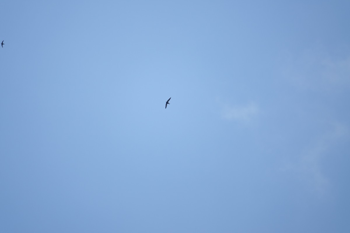 Brown-backed Needletail - ML188243051