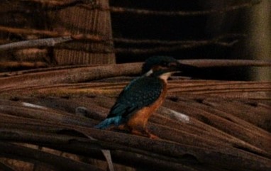 Common Kingfisher - Sajeev Krishnan