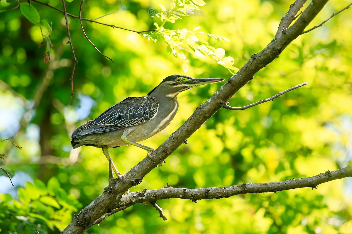 Striated Heron - ML188244641