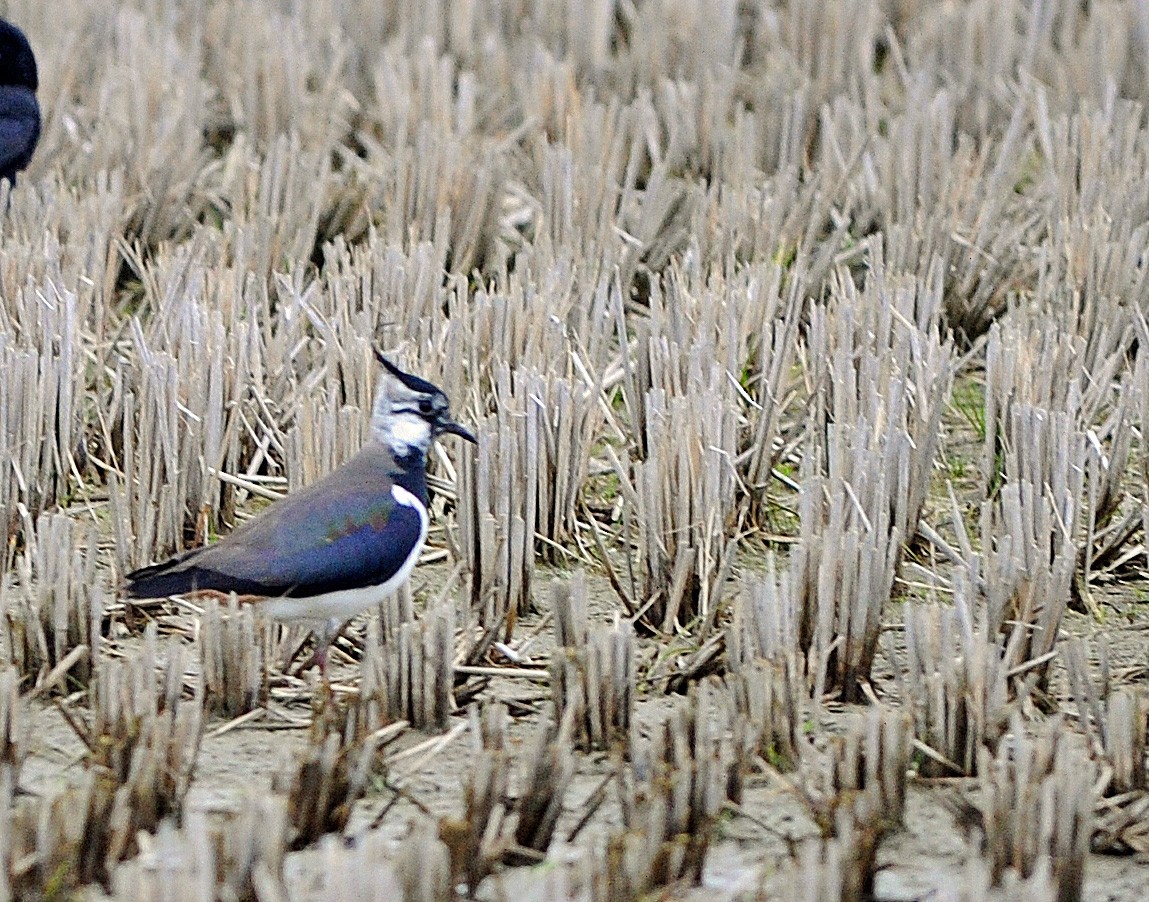 Northern Lapwing - Harry Miller