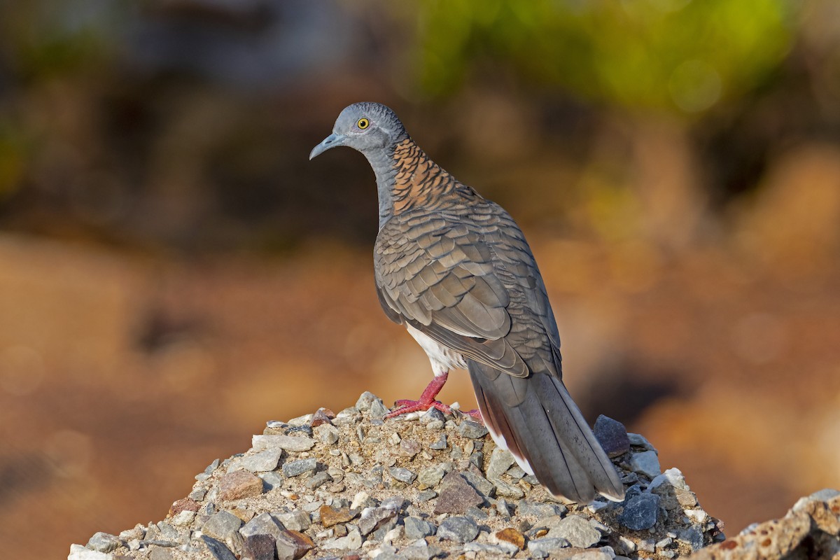 Bar-shouldered Dove - Andreas Heikaus