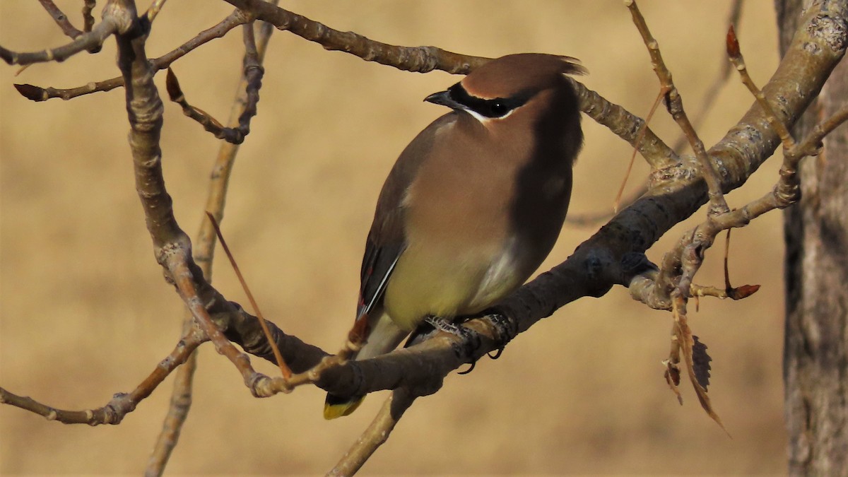 Cedar Waxwing - ML188249831