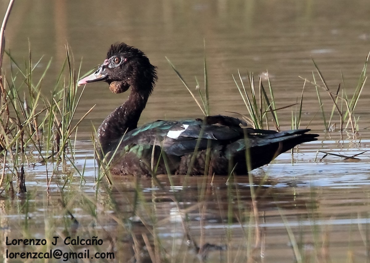 Muscovy Duck - ML188251181