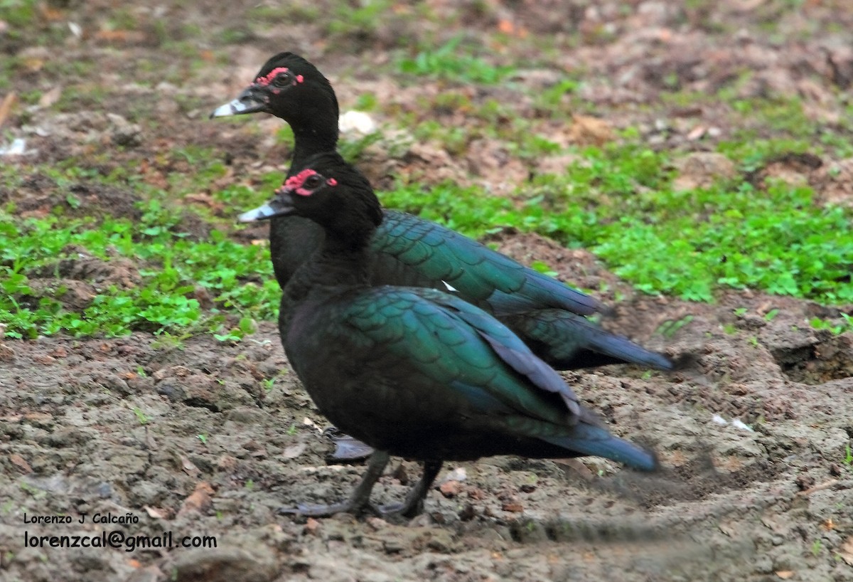 Muscovy Duck - ML188251231