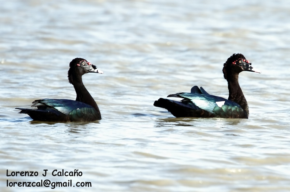 Muscovy Duck - ML188251411