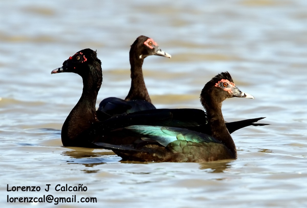 Muscovy Duck - ML188251421