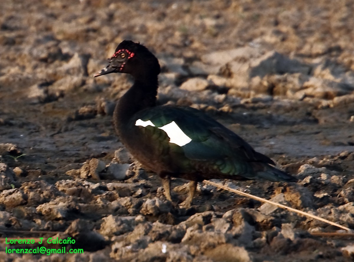 Muscovy Duck - ML188251451