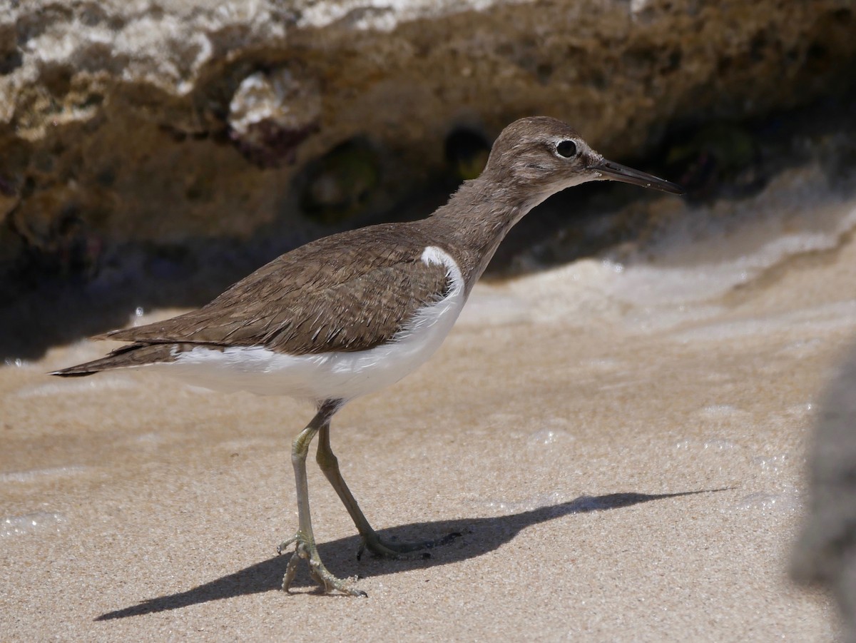 Common Sandpiper - ML188252081