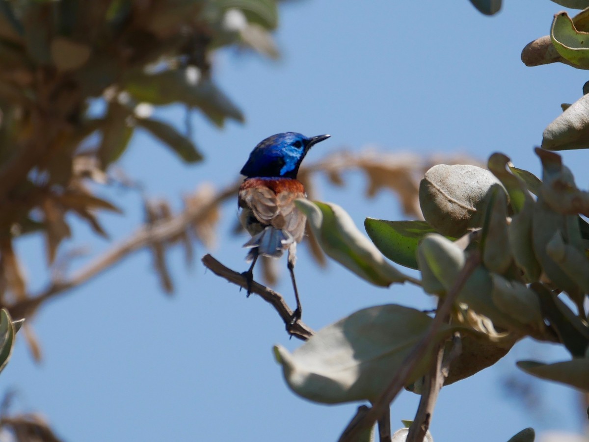 Purple-backed Fairywren - Keith Morris