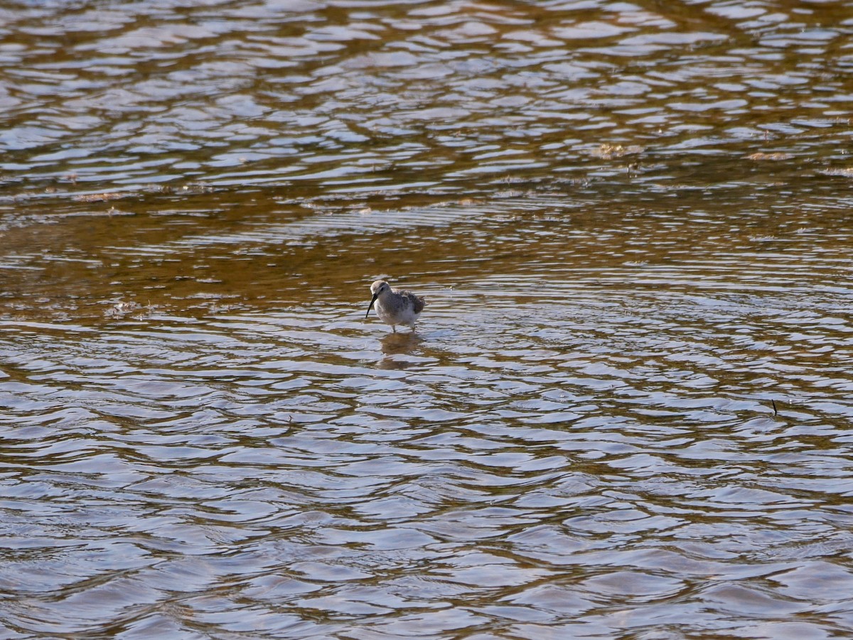 Curlew Sandpiper - Keith Morris