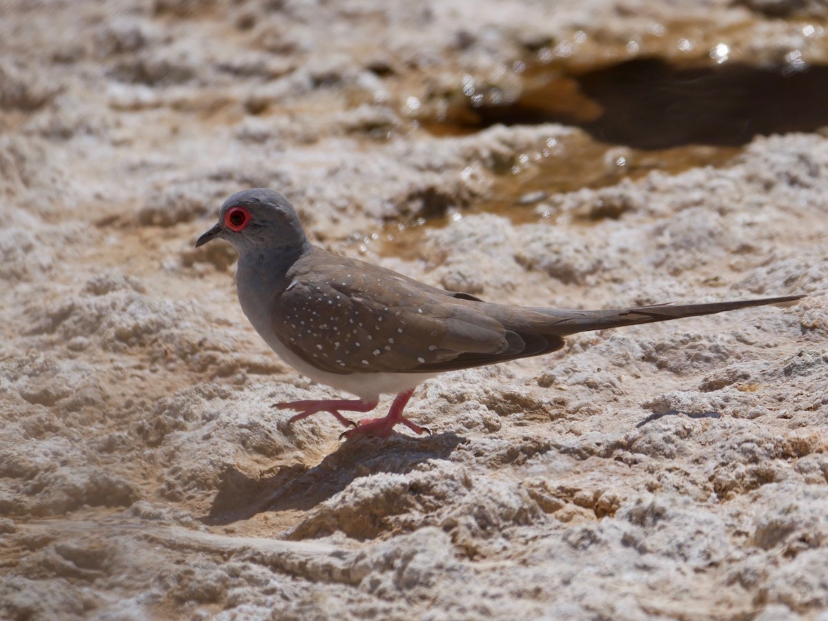 Diamond Dove - ML188252181