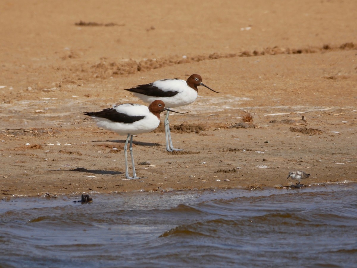 Red-necked Avocet - ML188252351