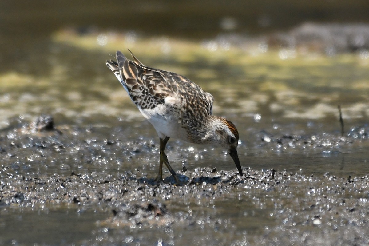 Sharp-tailed Sandpiper - Wayne Schulz