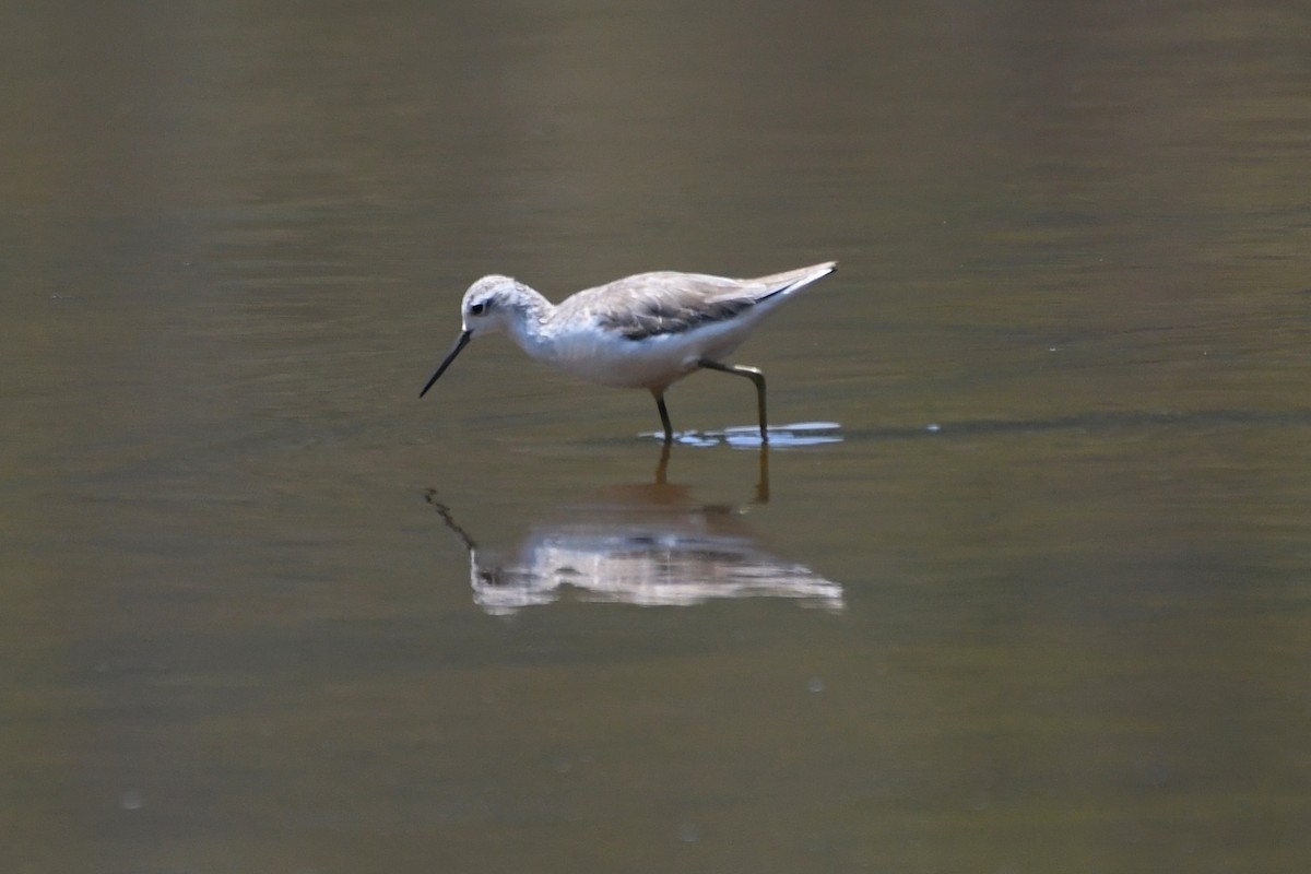 Teichwasserläufer - ML188252831