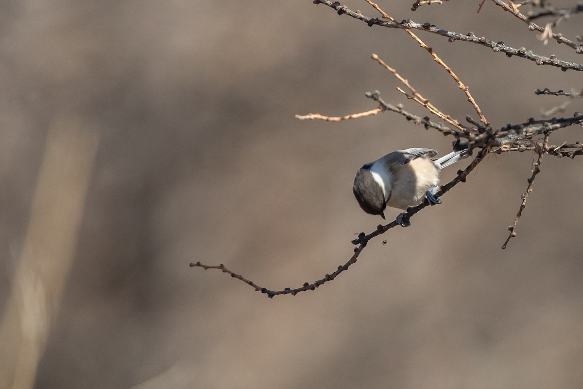 Willow Tit (Songar) - ML188253001