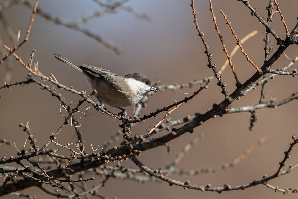 Willow Tit (Songar) - ML188253011