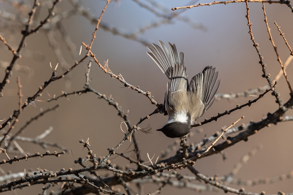 Willow Tit (Songar) - ML188253021