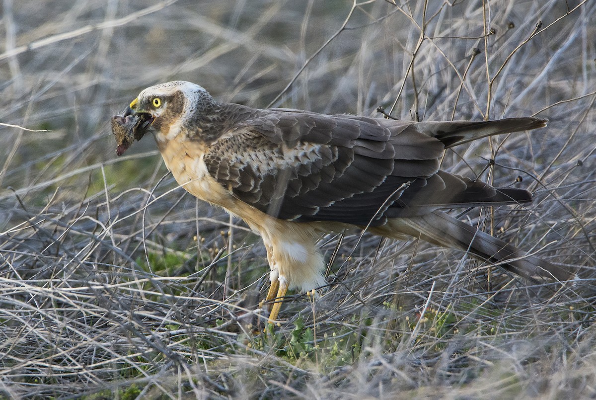 Mirotz lepazuria - ML188255001