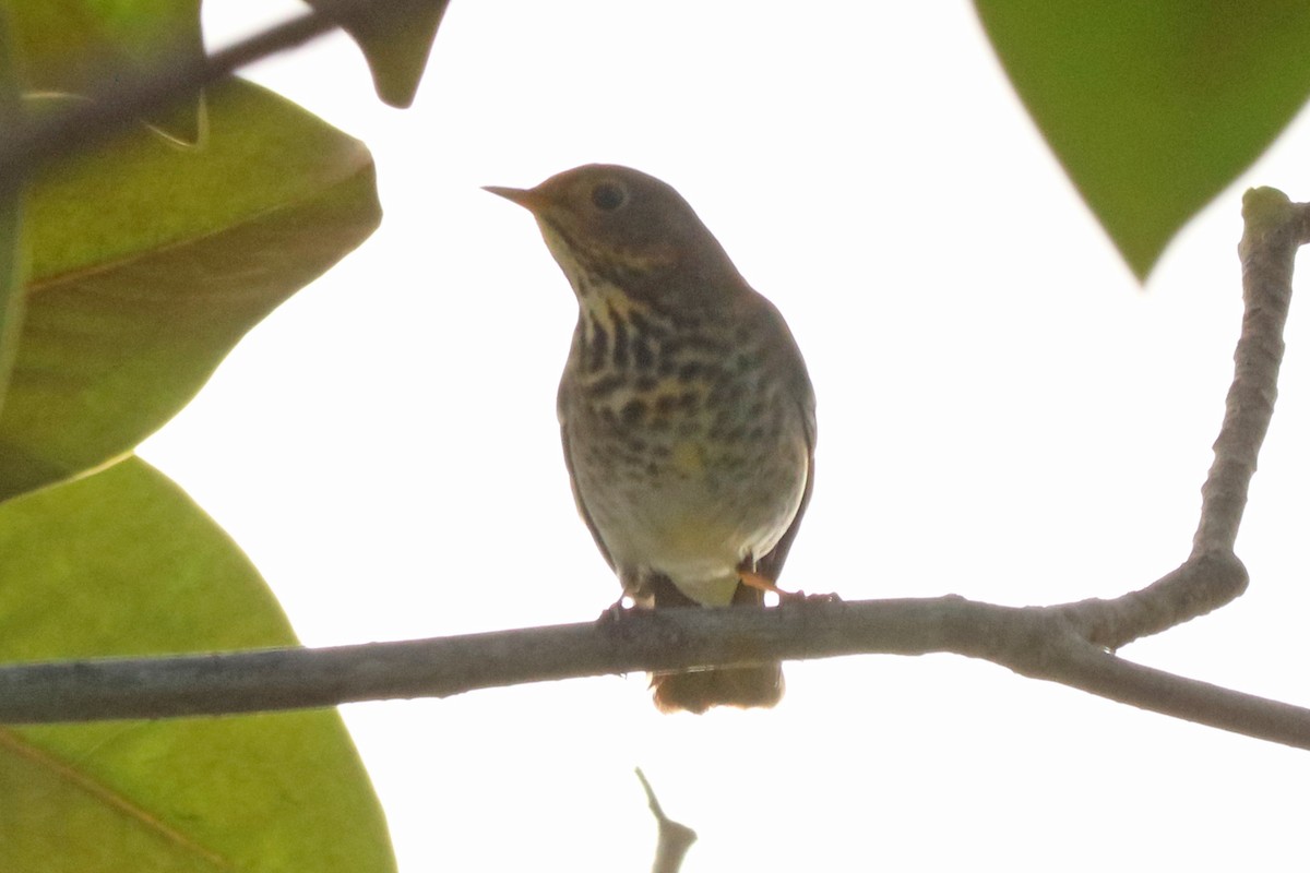 Hermit Thrush - ML188255201