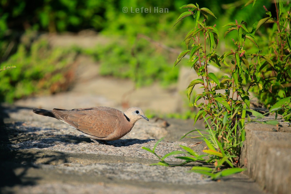 Red Collared-Dove - ML188255871