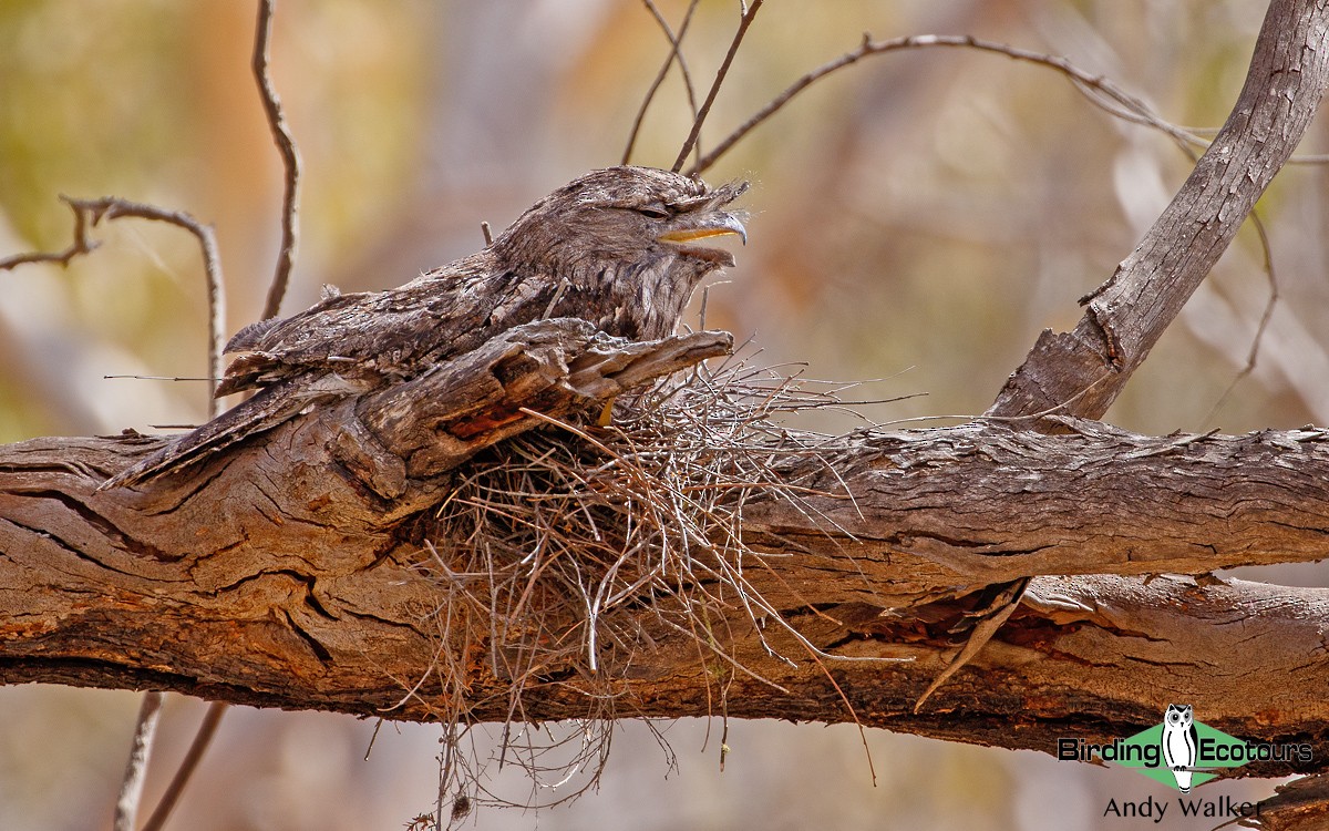 Tawny Frogmouth - Andy Walker - Birding Ecotours