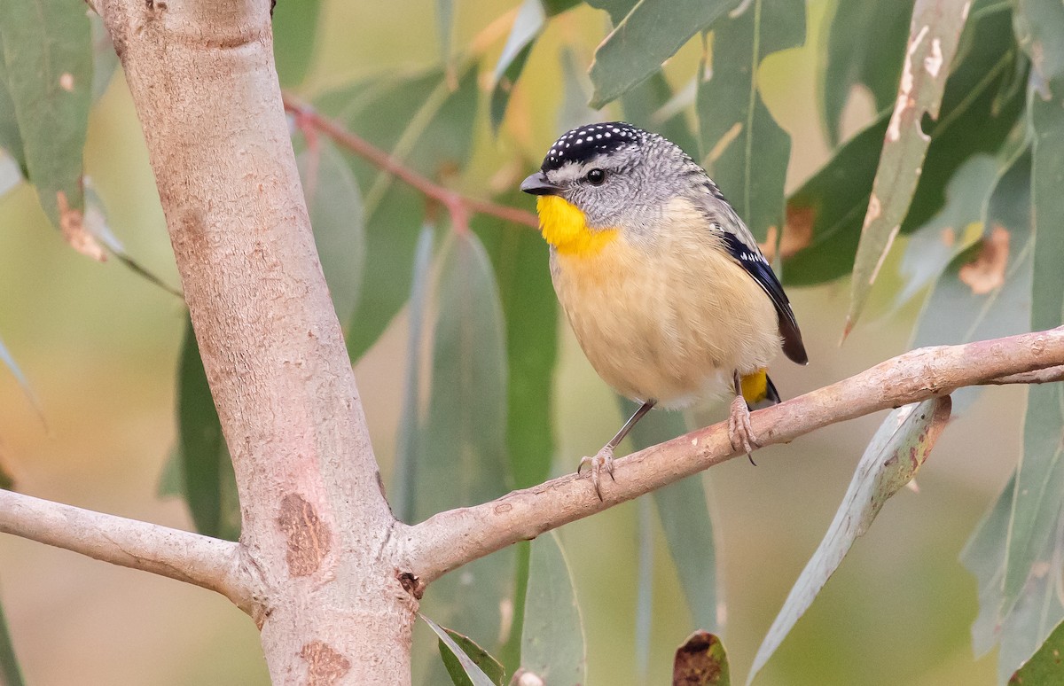 Spotted Pardalote (Spotted) - ML188257311