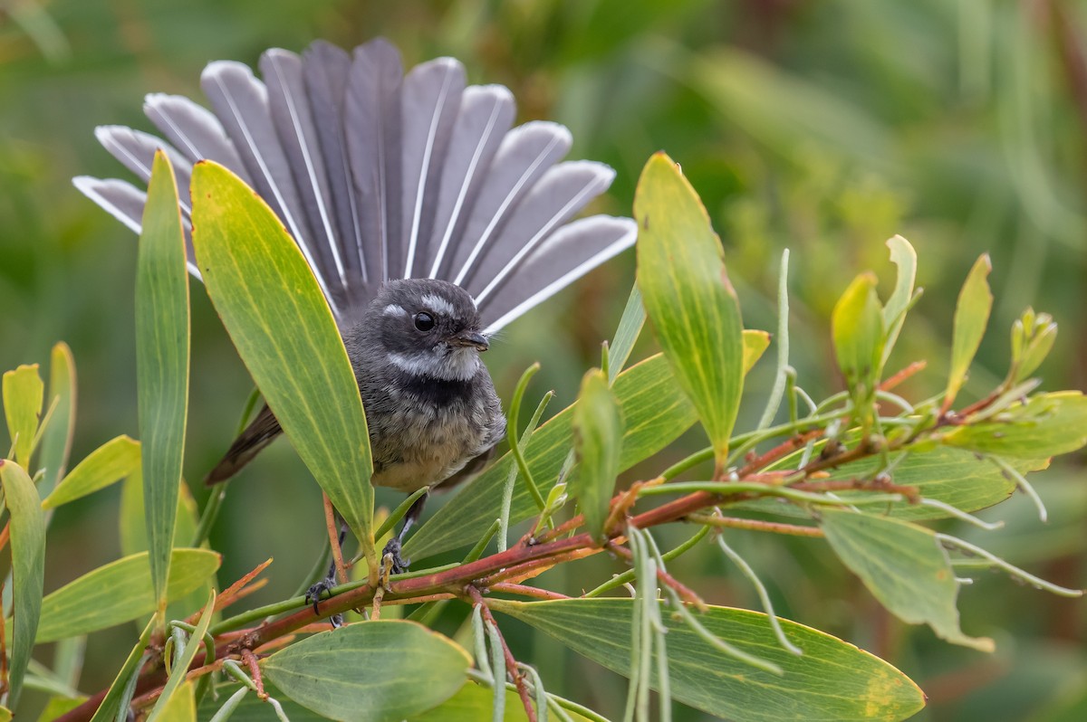 Gray Fantail (albiscapa) - ML188257561