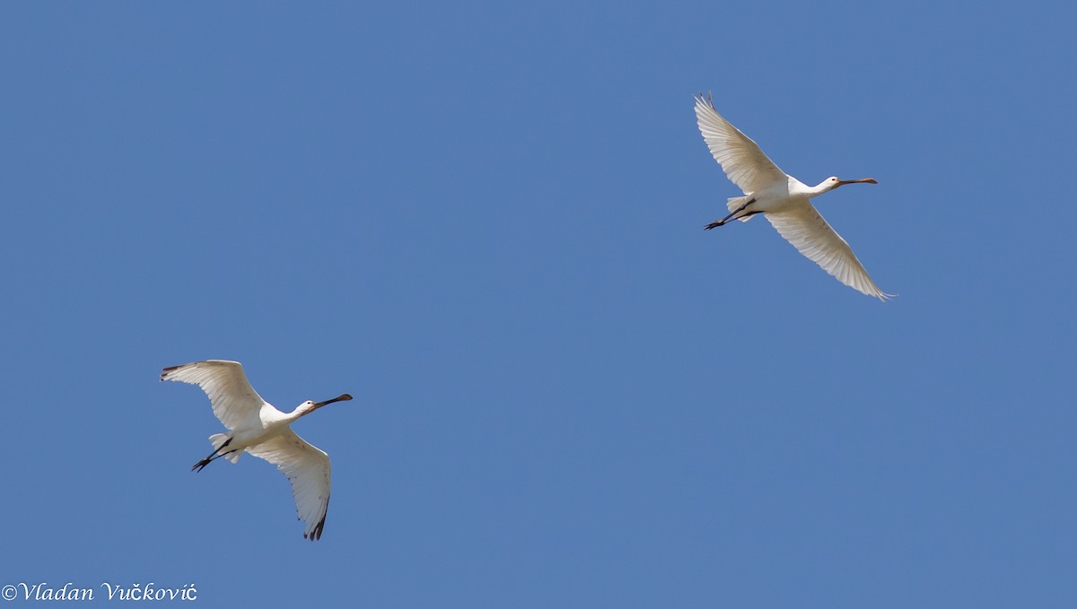 Eurasian Spoonbill - ML188257701