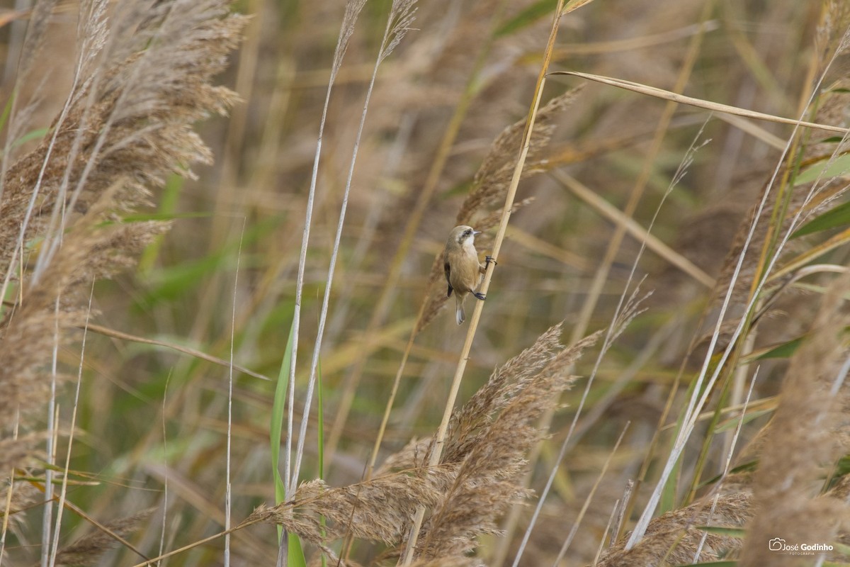 Eurasian Penduline-Tit - ML188258181