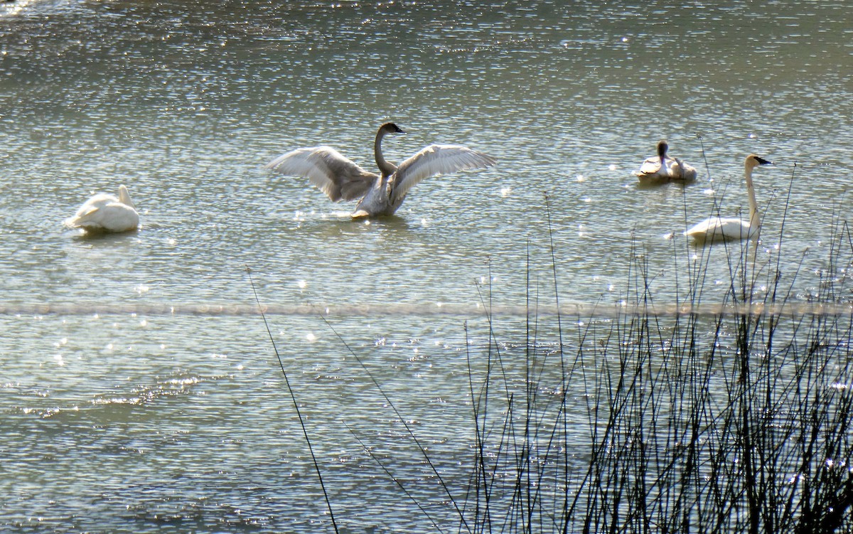 Trumpeter Swan - ML188259361