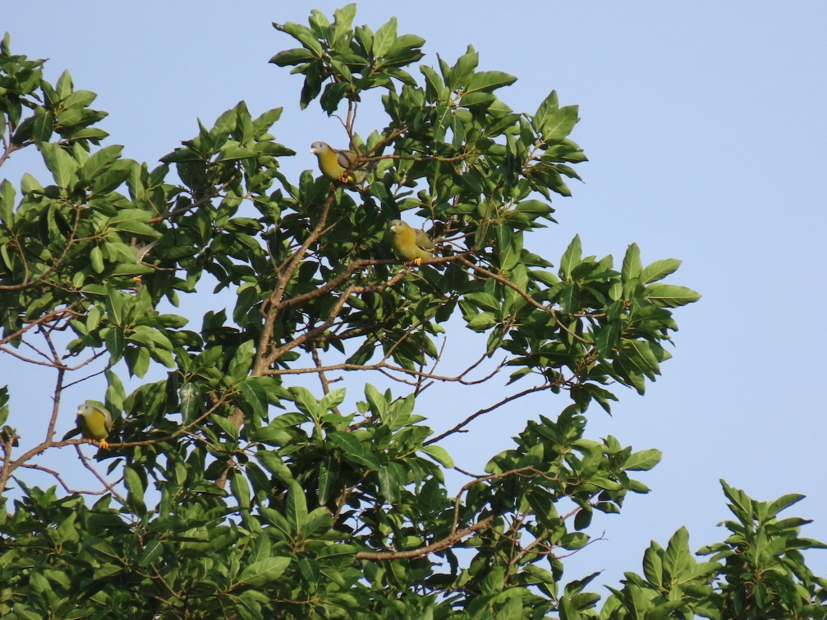 Yellow-footed Green-Pigeon - ML188259461