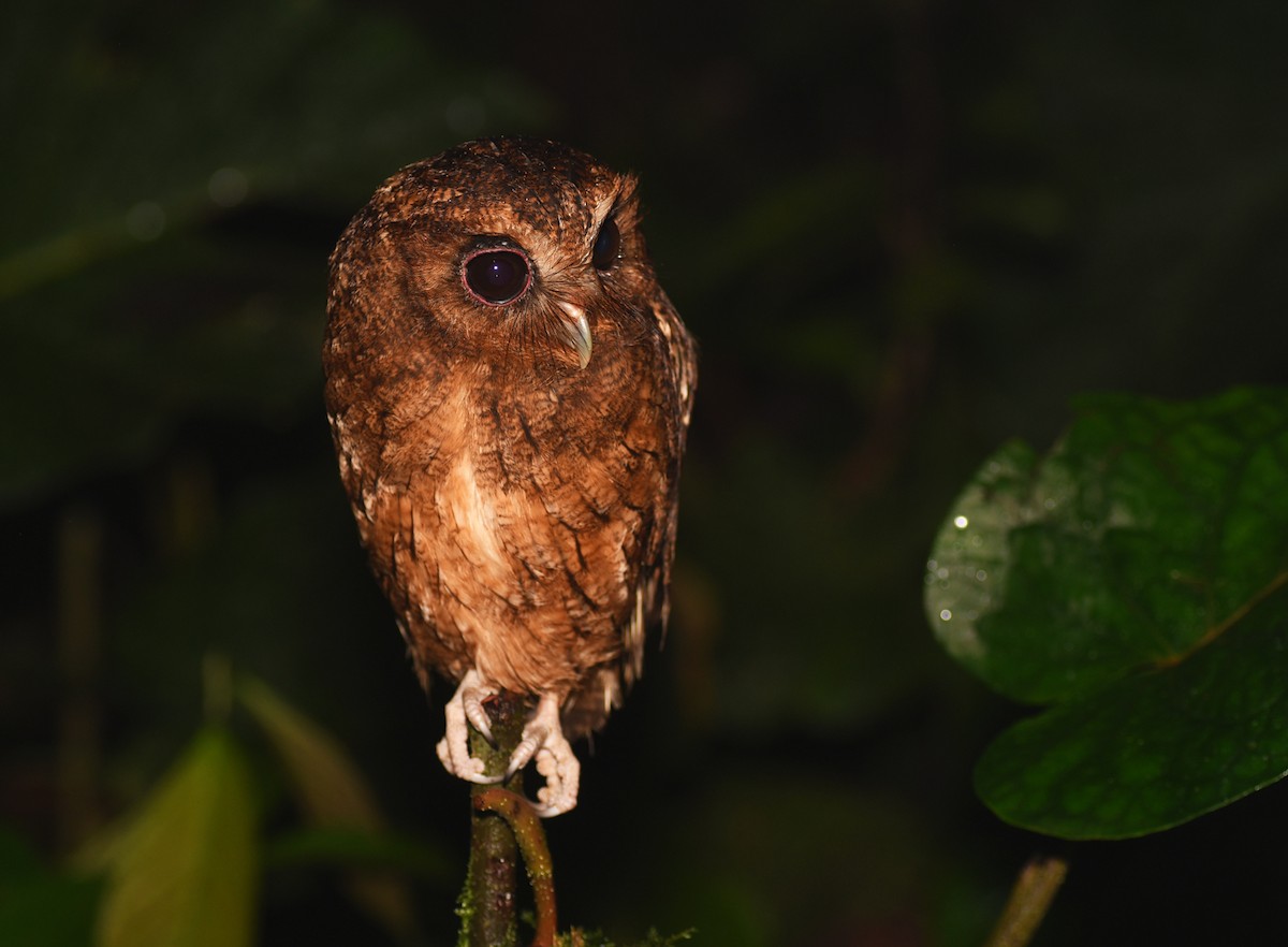 Rufescent Screech-Owl (Colombian) - ML188259561
