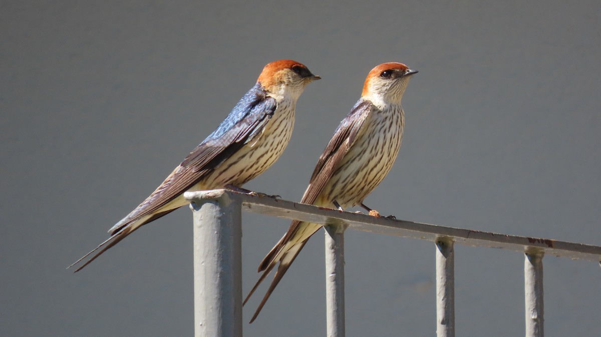Greater Striped Swallow - ML188261651