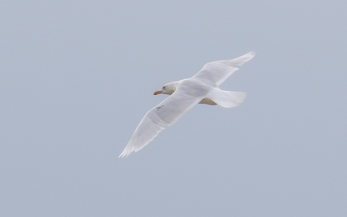 Glaucous Gull - ML188261901