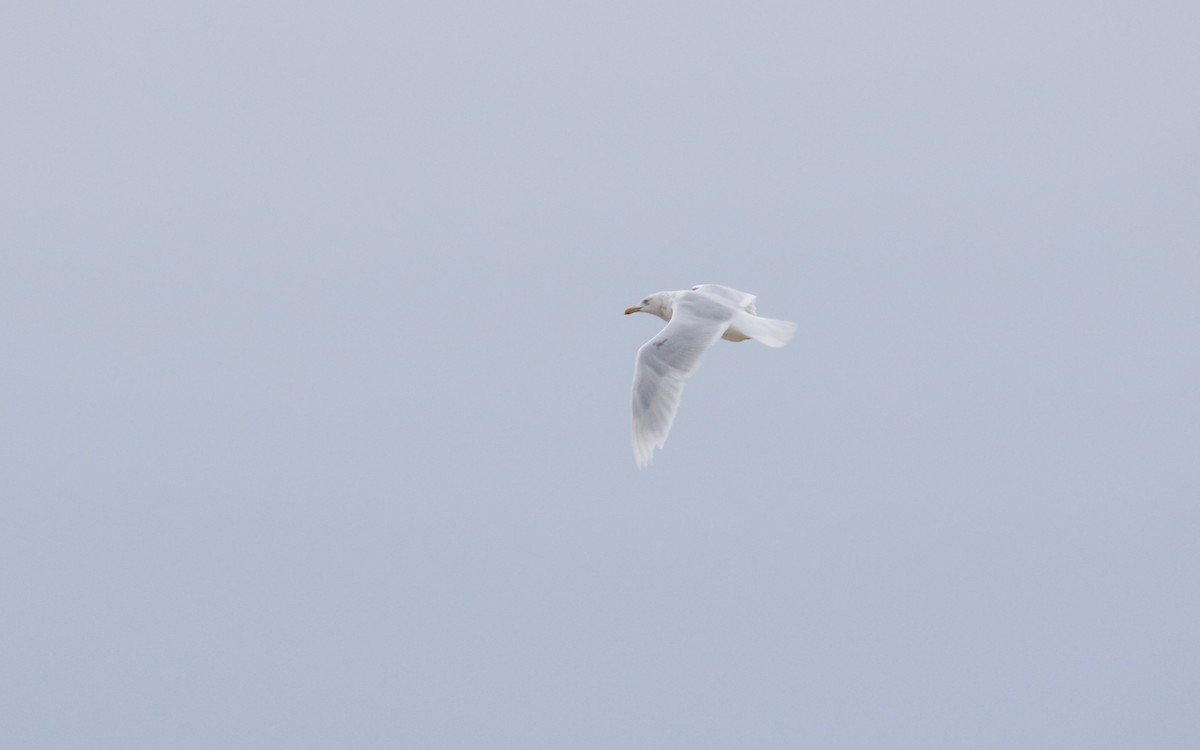 Glaucous Gull - ML188261931