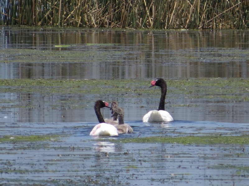 Black-necked Swan - Julián Uriel Collado