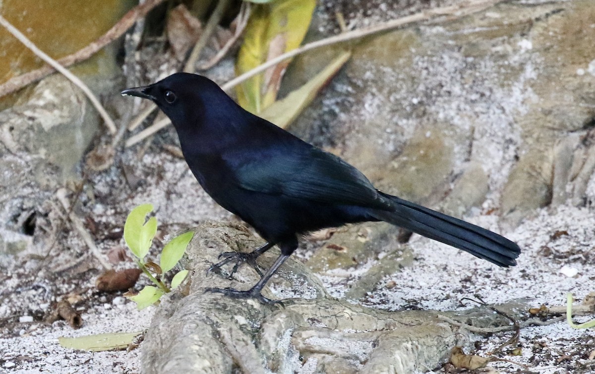 Black Catbird - ML188264521