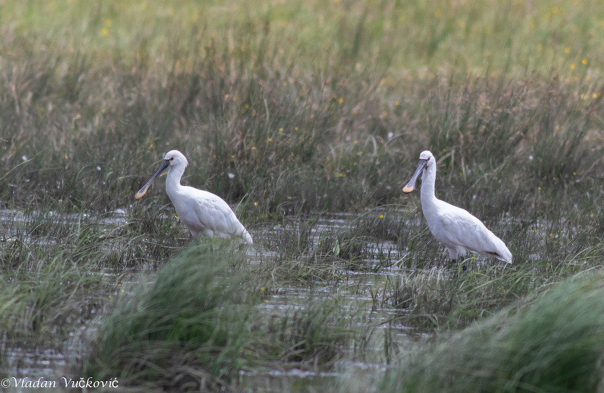 Eurasian Spoonbill - ML188264871