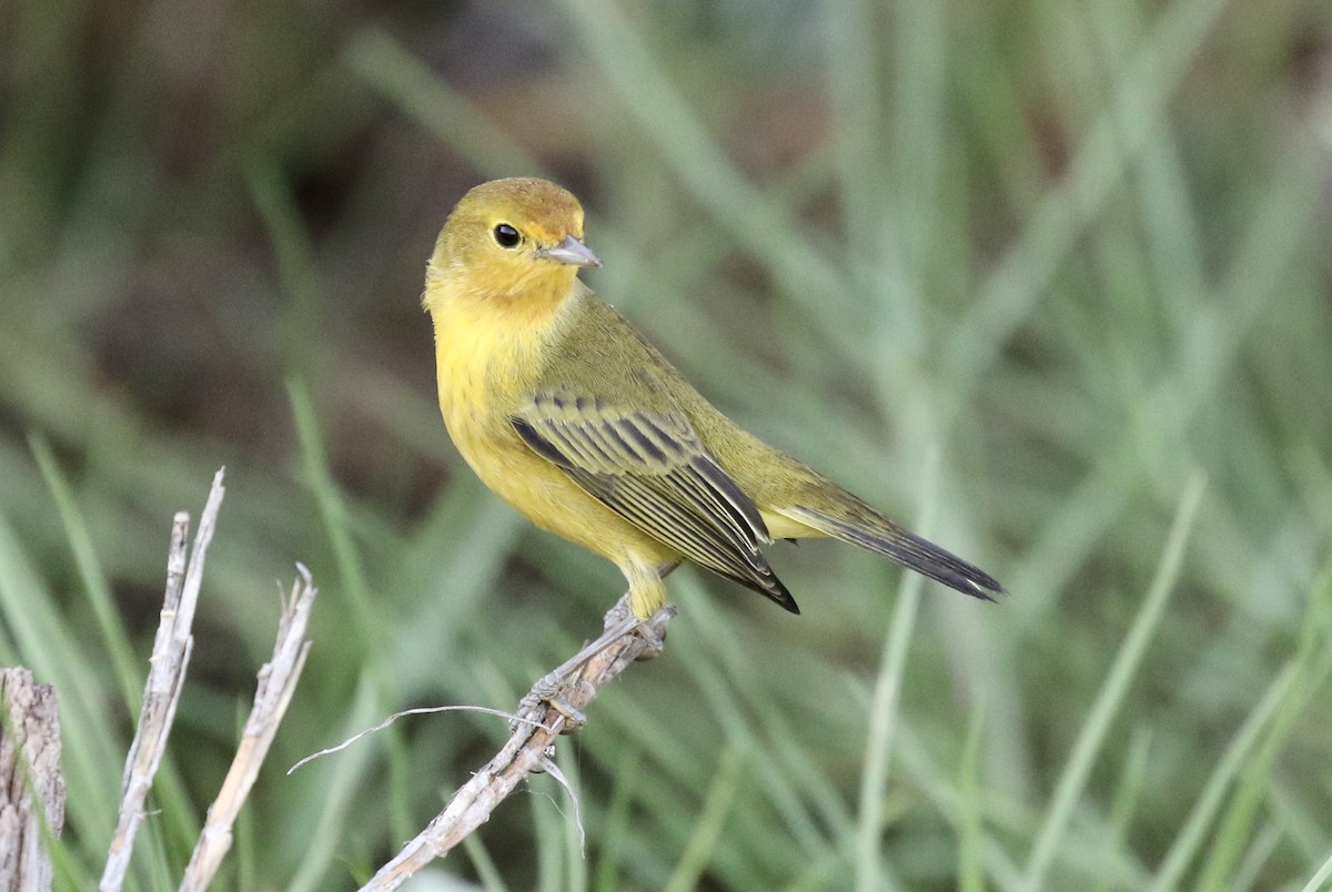 Yellow Warbler (Mangrove) - John Bruin