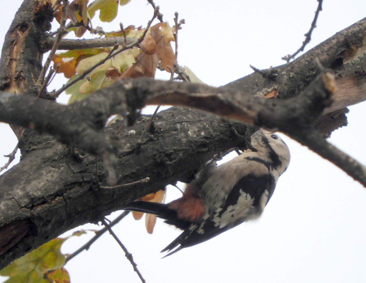 Syrian Woodpecker - ML188265461