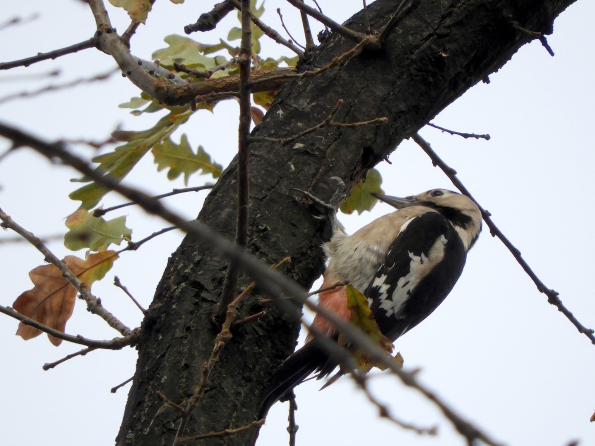 Syrian Woodpecker - ML188265491