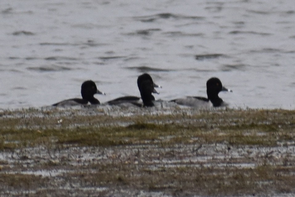 Ring-necked Duck - ML188267151