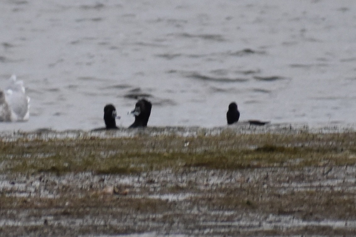 Ring-necked Duck - ML188267161