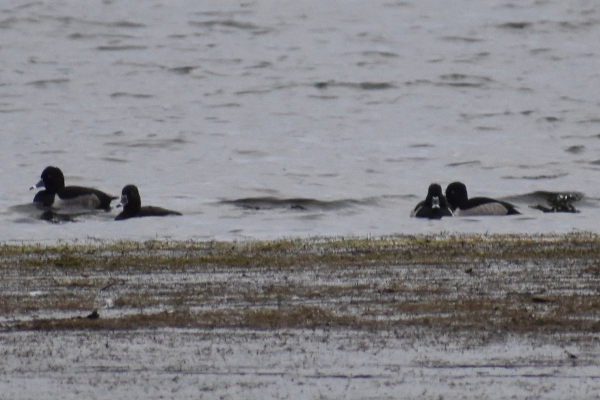 Ring-necked Duck - ML188267191