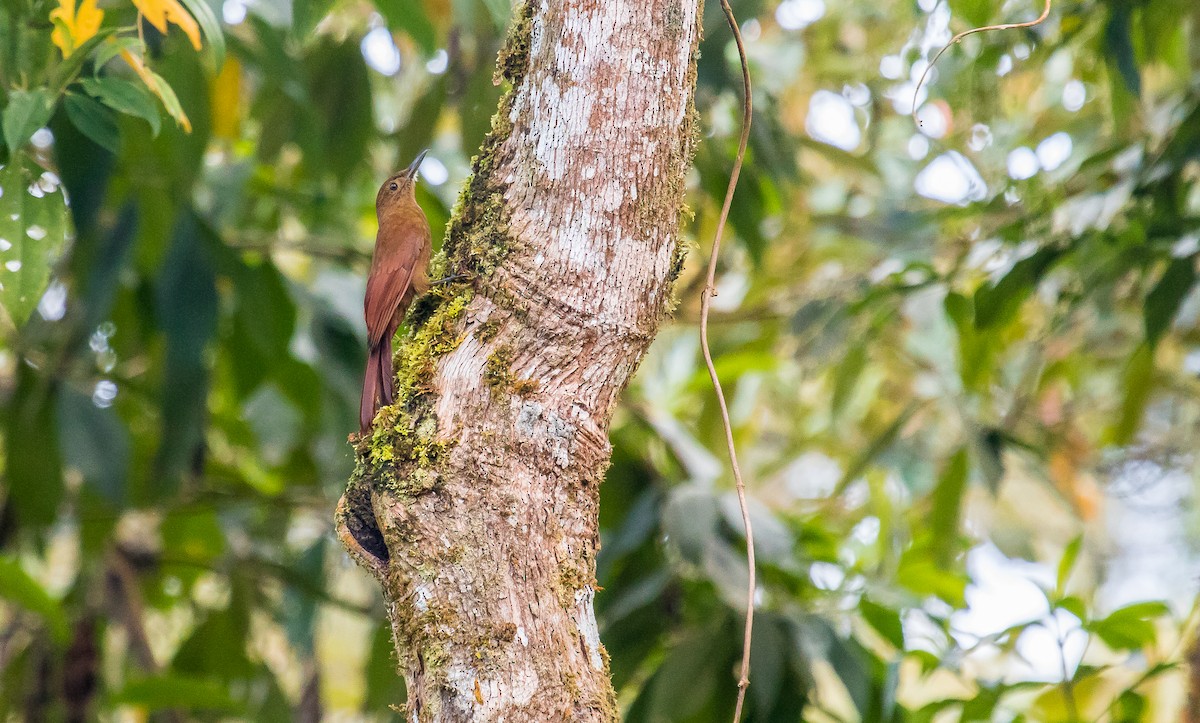 Tyrannine Woodcreeper - David Monroy Rengifo