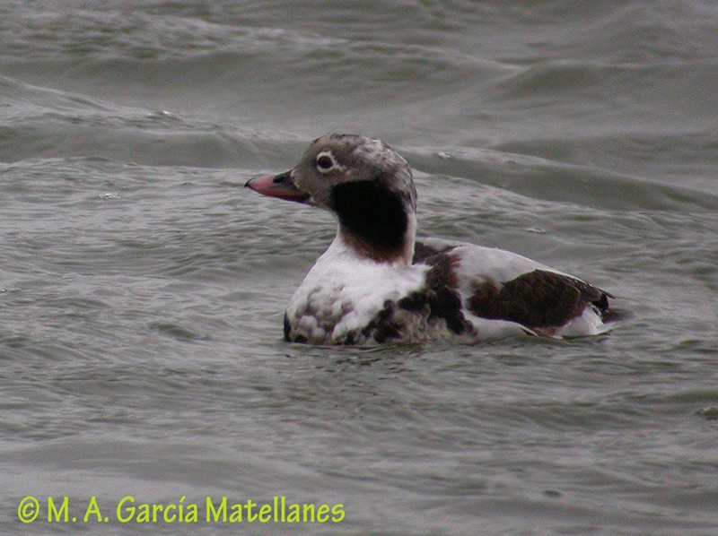 Long-tailed Duck - ML188268501